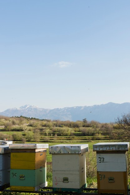 Honey farm landscape