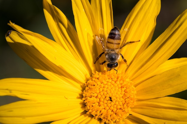 Пчела сидит на желтом цветке крупным планом в дневное время