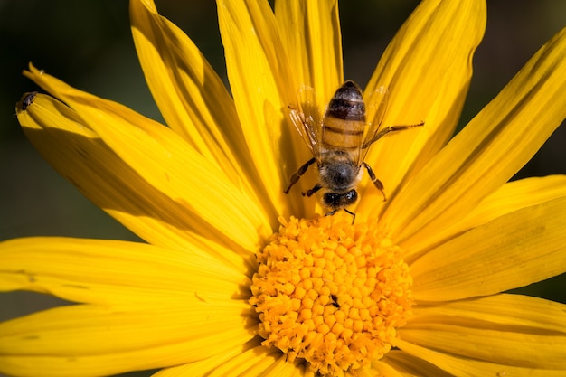 Honeybee perched on yellow flower in close up during daytime