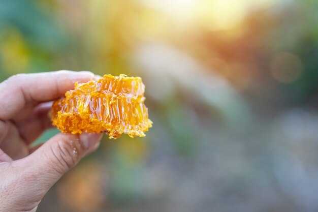 Honeycomb on hand.