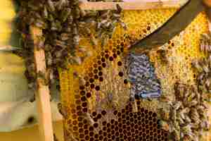 Free photo honeycomb with bees