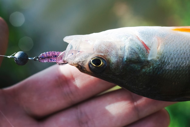 Hook stuck in fish mouth