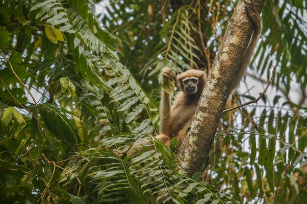 hoolock gibbon high on a tree wild indian monkey in the indian forest