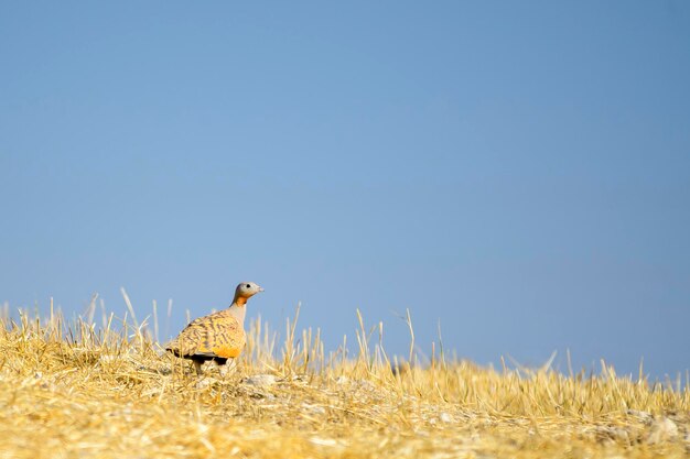 Hoopoe of the family upupidae and of the order upupiformes