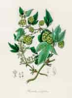 Foto gratuita illustrazione di luppolo (humulus lupulus) dalla botanica medica (1836)
