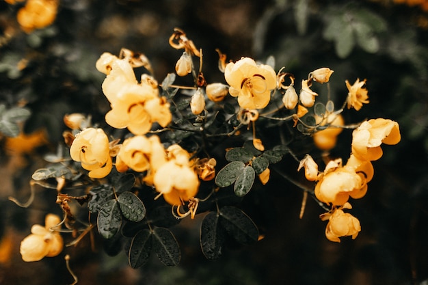 Horizontal closeup of a plant with green leaves and yellow flowers