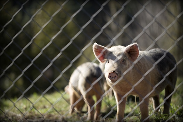 Horizontal closeup shot of swine in a pasture behind the fence on a sunny day