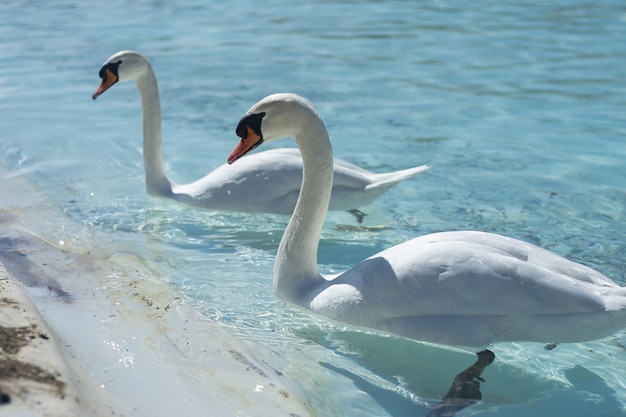 Horizontal closeup shot of two white swans swimming towards the beach in pure blue water