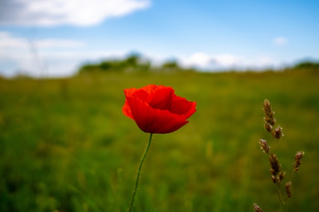 Horizontal shot of a beautiful red poppy in a green field during daylight