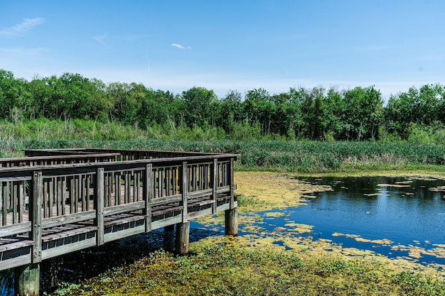 Foto gratuita ripresa orizzontale di una passerella nello stagno con paludi