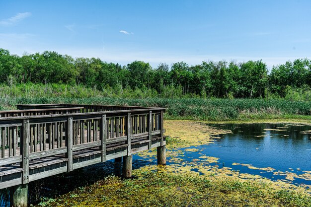 Horizontal shot of a boardwalk in the pond with marshes