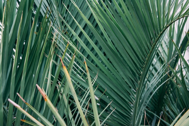 Horizontal shot of a dense palm tree with sharp leaves