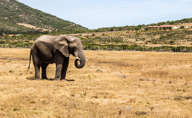 Horizontal shot of an elephant standing in savanna and some hills 