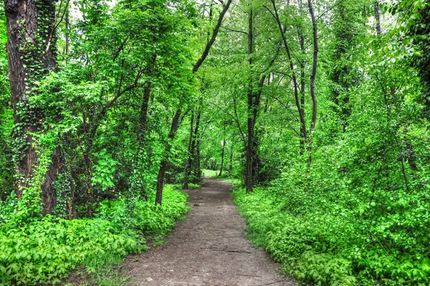 Horizontal shot of an empty path in green forest