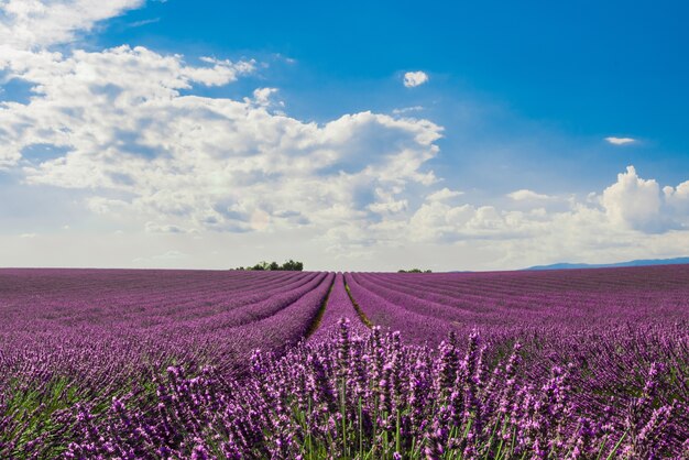 Horizontal shot of a field of beautiful purple English lavender flowers under colorful cloudy sky