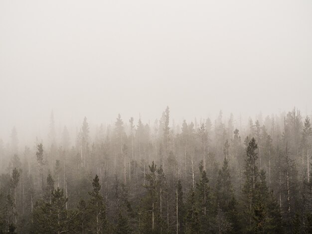 Horizontal shot of a foggy forest with tall trees covered in mist