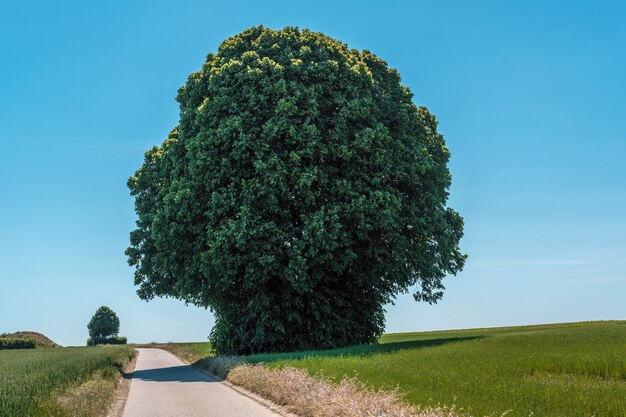 Horizontal shot of a giant green tree in a field next to a narrow road during daylight