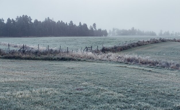 Horizontal shot of a green field with a dry grass surrounded by fir trees covered with fog