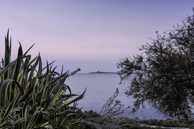 緑の植物と澄んだ空の下で美しい海の近くの裸の木の水平ショット