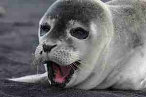 Foto gratuita inquadratura orizzontale di una foca felice sulla spiaggia nera in islanda