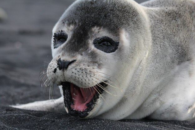 Horizontal shot of a happy baby seal on the black beach in Iceland