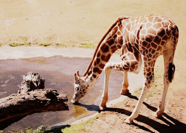 Горизонтальная съемка питьевой воды жирафа в вольере африканских животных