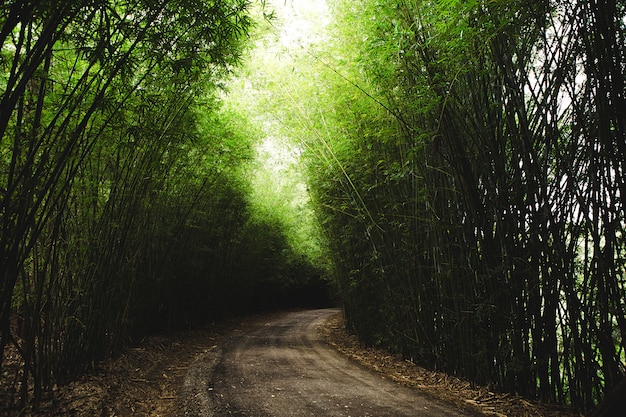 Horizontal shot of a pathway surrounded by tall thin green bamboos