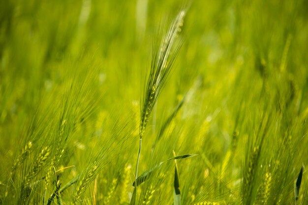 Horizontal shot of single green wheat surrounded by a field during daylight