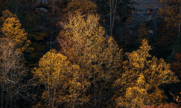 Horizontal shot of tall trees with leaves in fall colors in the forest