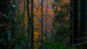 Free photo horizontal shot of trees in a forest during fall