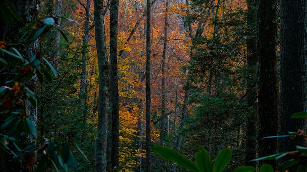 Horizontal shot of trees in a forest during fall
