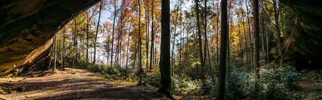 Foto gratuita colpo orizzontale di alberi e piante in una foresta durante il giorno