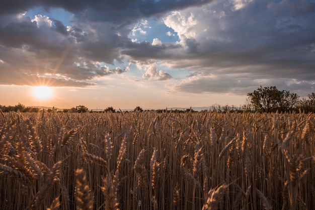 horizontal shot of a wheat spike field at the time of sunset under the breathtaking clouds