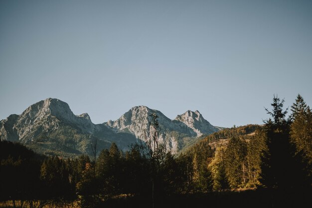 Horizontal shot of white mountains and forest under a clear sky