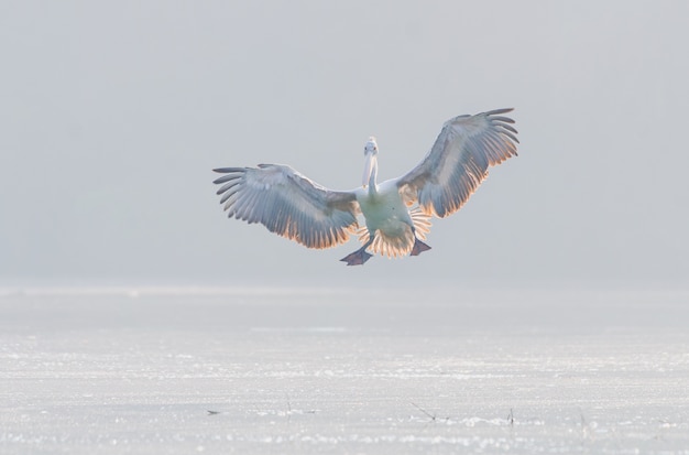 Inquadratura orizzontale di un pellicano bianco che vola sopra la superficie del lago