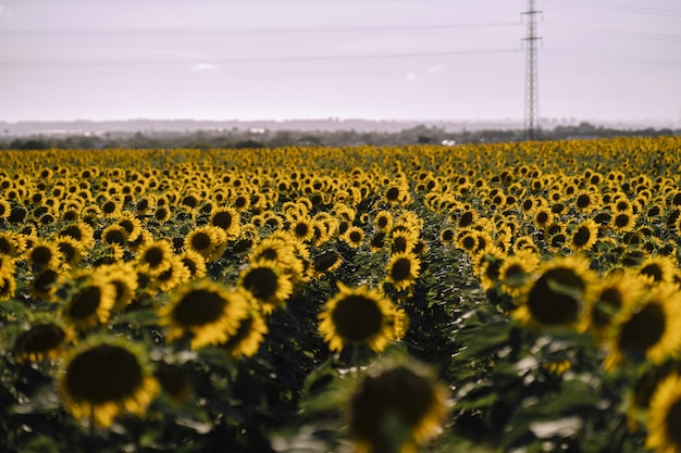 Free photo horizontal view of beautiful sunflower fields on a nice day