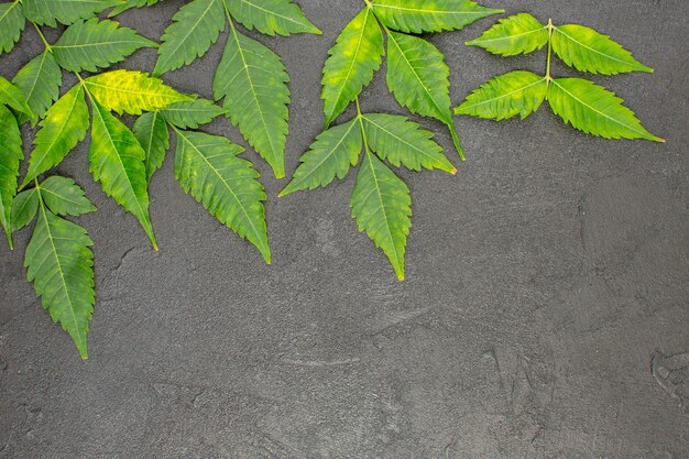 Horizontal view of dried mint leaves lined in rows on black background