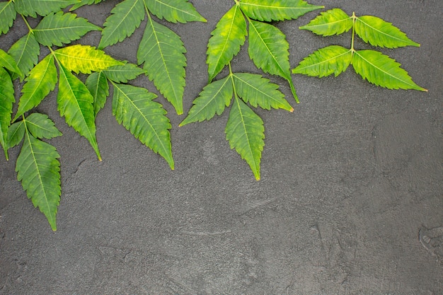 Horizontal view of dried mint leaves lined in rows on black background