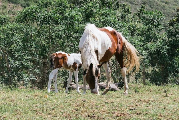 森の中で赤ちゃんの隣で放牧している馬の水平方向のビュー