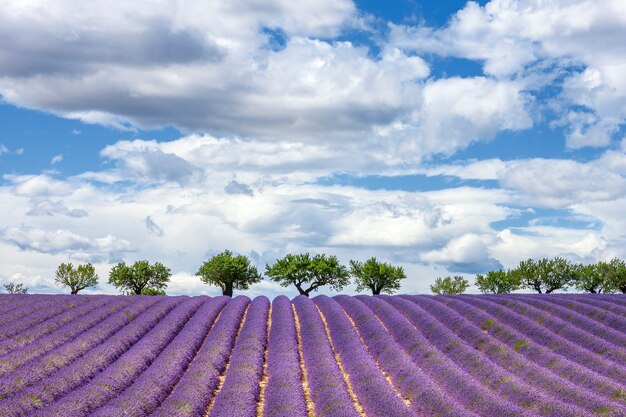Горизонтальный вид на поле лаванды, Франция, Европа