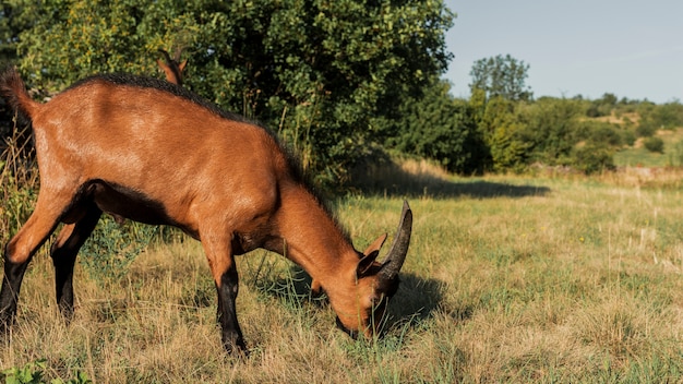 Horned goat  eating on a meadow