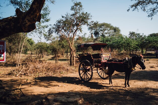 horse cart for travel