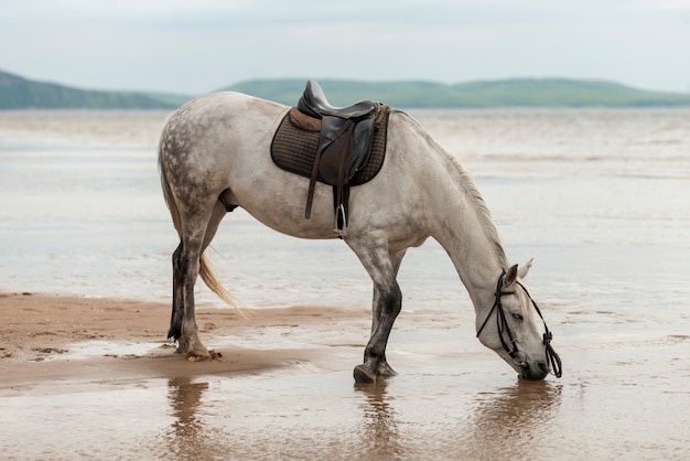 Лошади пьют воду на пляже