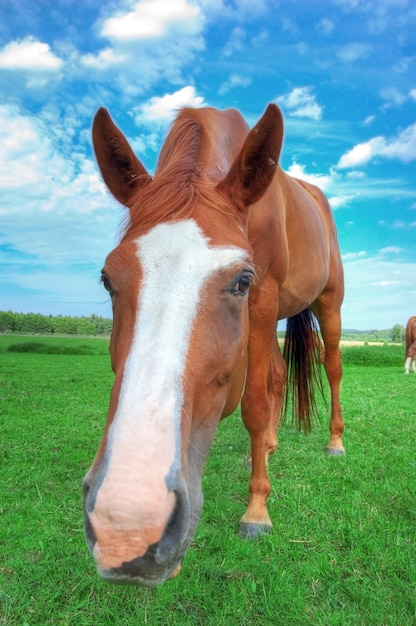 Free photo horse face close