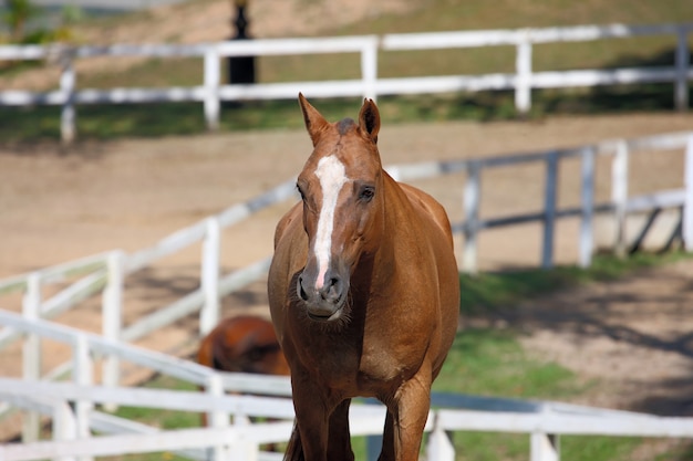 Horse front on