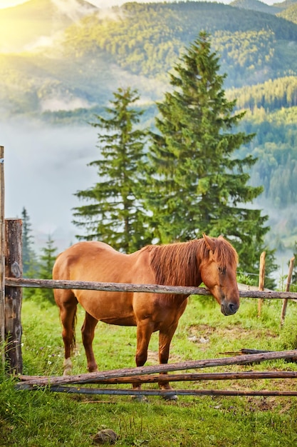 The horse graze on the meadow in the Carpathian Mountains Misty landscape Morning fog high in the mountains