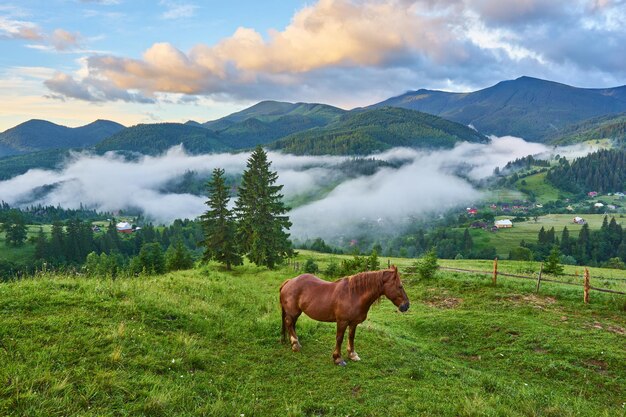 말은 카르파티아 산맥의 초원에서 풀을 뜯는다 안개 낀 풍경 아침 안개가 높은 산