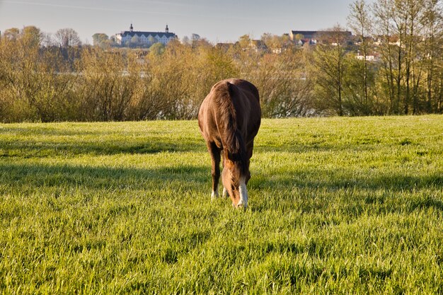 Лошадь пасется на зеленом лугу с замком Плон в Германии