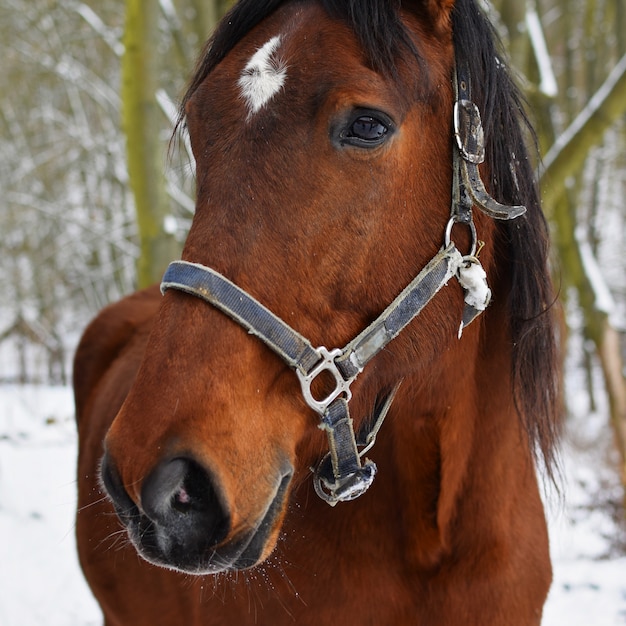 "Horse in harness on winter background"