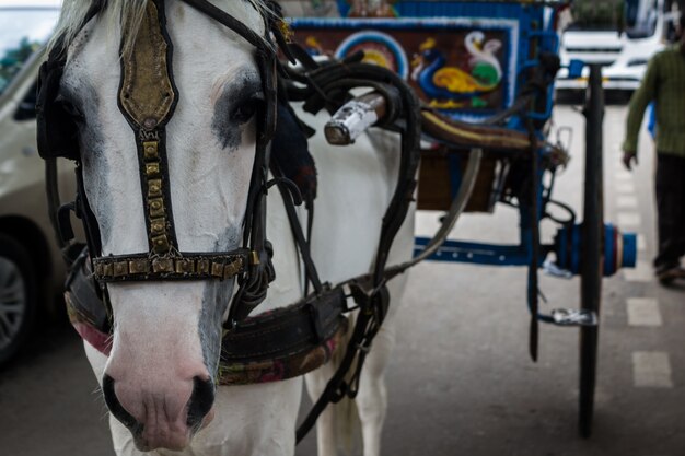 Horse pulling a carriage close up
